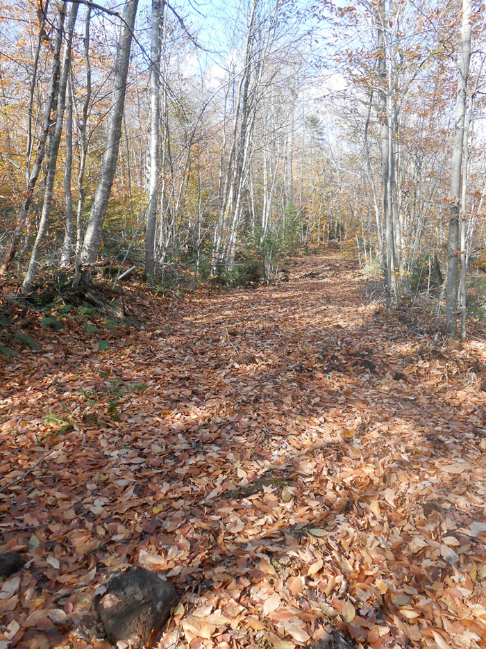 These road-like trails are unlike any other type of recreational trail in the Forest Preserve. Note the extensive bench cutting along the trail side and extensive grading.