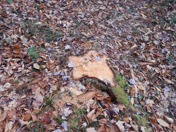 Class II community connector snowmobile trails often require the destruction and removal of thousands of trees over 3 inches or greater in diameter and tens of thousands of trees less than 3 inches. No other type of Forest Preserve trail requires this immense level of tree cutting and destruction of the forest.