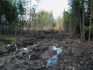 Clearcut