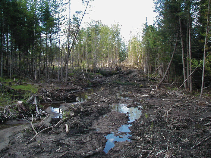 Clearcut