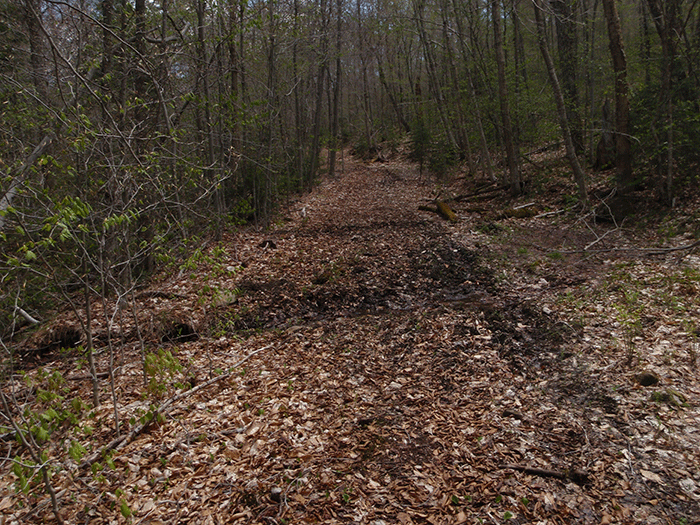 Another section of the Seventh Lake Mountain Trail that is cleared to a width well over the "12 foot maximum cleared area" allowed under state policy. This is one of scores of such cleared areas on this "trail."