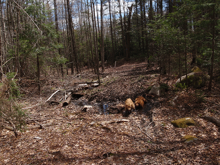 Another section of the Seventh Lake Mountain Trail that is cleared to a width well over the "12 foot maximum cleared area" allowed under state policy. This is one of scores of such cleared areas on this "trail."
