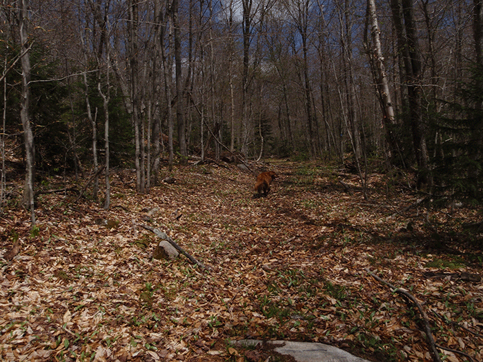 A section of the Seventh Lake Mountain Trail that is cleared to a width well over the "12 foot maximum cleared area" allowed under state policy. This is one of scores of such cleared areas on this "trail."