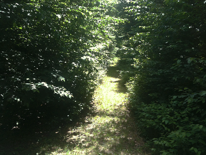 A part of the Burn Road where trees have grown in laterally, considerably narrowing the former road.