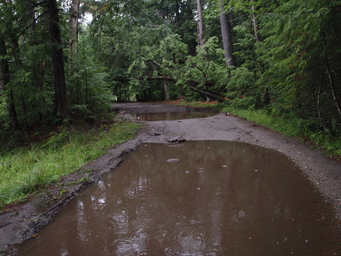 Another part of the Crane Pond Road where soils have been compacted and drainage is a problem. Downed trees can also be seen leaning over the road.