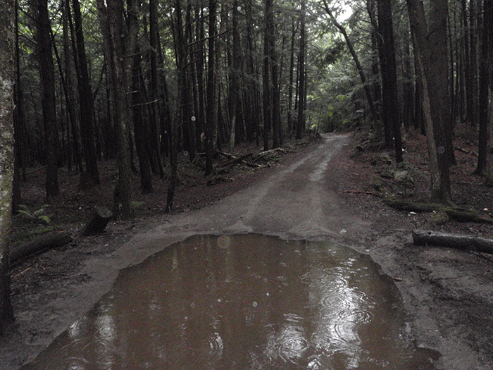 This part of the Crane Pond Road had a downed tree cut and moved to clear the road. Parts of the fallen and cleared tree can be seen on both side of the road.