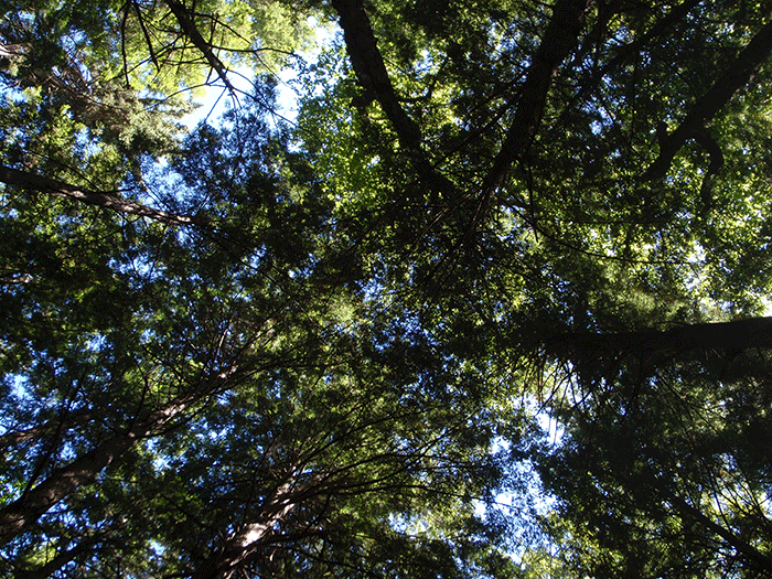 The forests around West Stony Creek are dominated by a high, full, intact closed forest canopy. These lands are mostly mature forests of steep and undulating terrain with extensive wetlands systems.