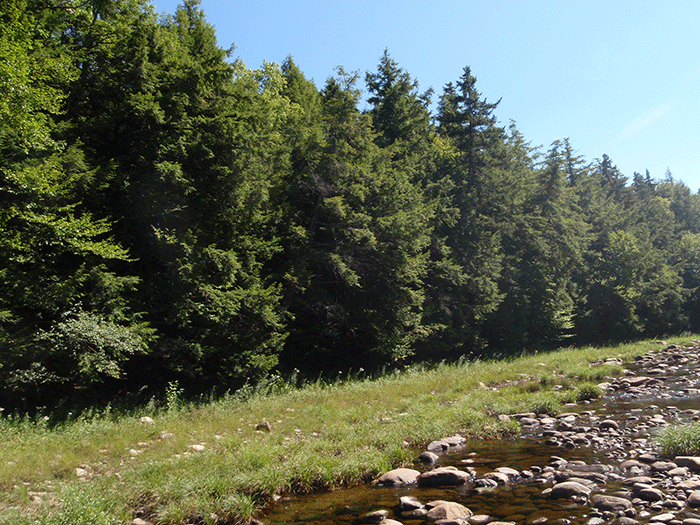 West Stony Creek is lined with a hard edge of tall trees. There are many enormous cedars and white pines. The grassy shelf is an ice meadow flooded by the rivers and ice through the winter months.
