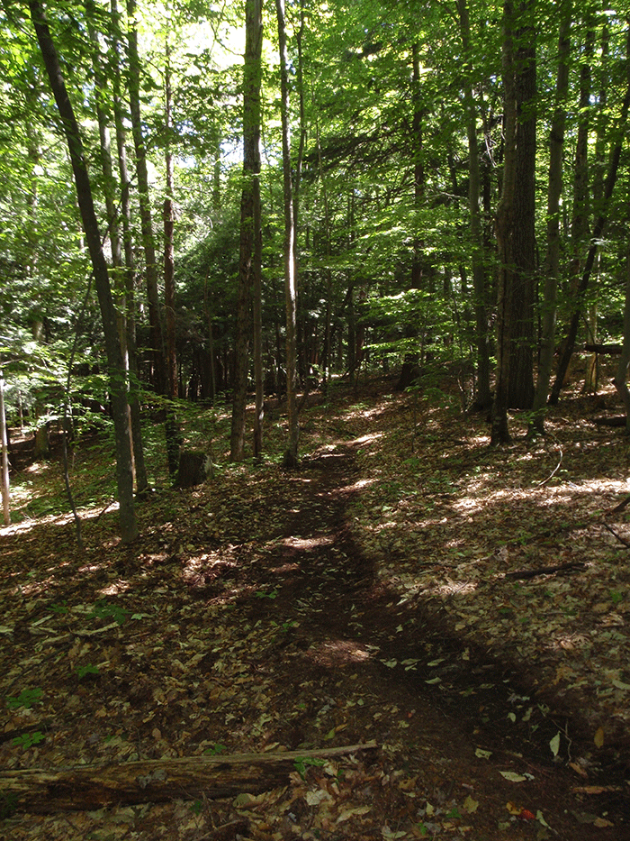 The picture above shows a newly constructed part of the Northville-Placid Trail.