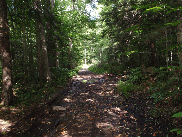 A stretch of the Bear Creek Road in the Black River Wild Forest that has not yet been worked on the DEC in it reconstruction project. This road has a history of damage and disrepair from heavy use by motor vehicles.