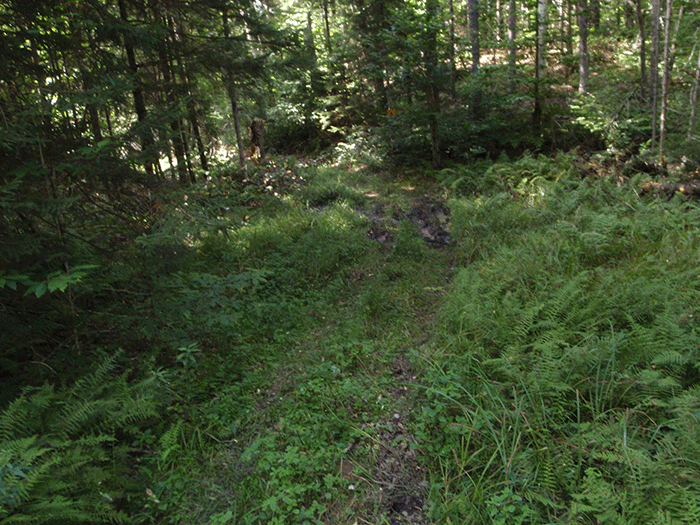 A place where ATVs illegally make their own trails off of the Bear Creek Road in the Black River Wild Forest.