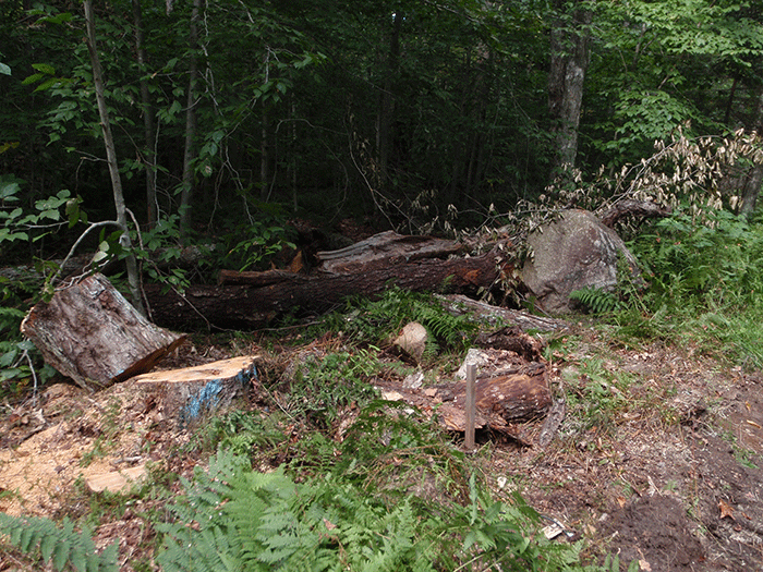 More tree clearing alongside the Bear Creek Road in the Black River Wild Forest as part of the DEC reconstruction project.
