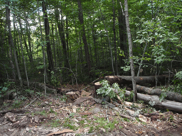 Tree clearing alongside the  Bear Creek Road in the Black River Wild Forest as part of the DEC reconstruction project.