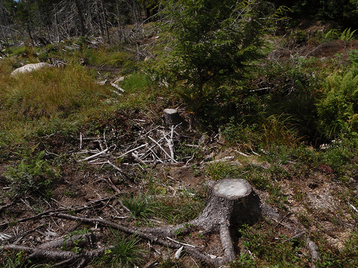 Extensive tree cutting has occurred at this site. Forest Preserve trees are not supposed to be cut down.
