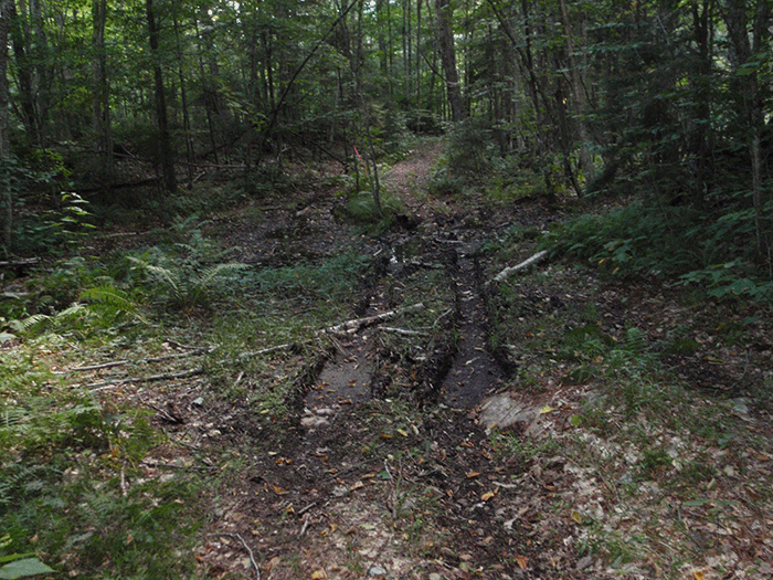More damage from illegal ATV use on the Gull Lake Trail in the Black River Wild Forest Area. 