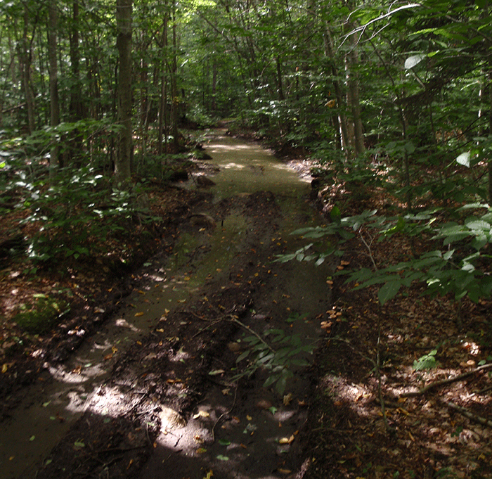 More damage from illegal ATV use on the Gull Lake Trail in the Black River Wild Forest Area east of Gull Lake and near Bear Creek Road.