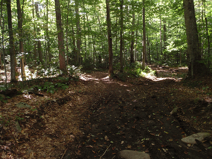 More damage from illegal ATV use on the Gull Lake Trail in the Black River Wild Forest Area east of Gull Lake and near Bear Creek Road.