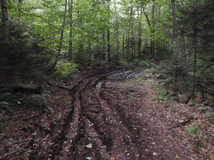 Another example of damage from illegal ATV use on the Gull Lake Trail in the Black River Wild Forest Area. Extensive rutting ruins recreational use for other users and destroys the wild forest atmosphere.