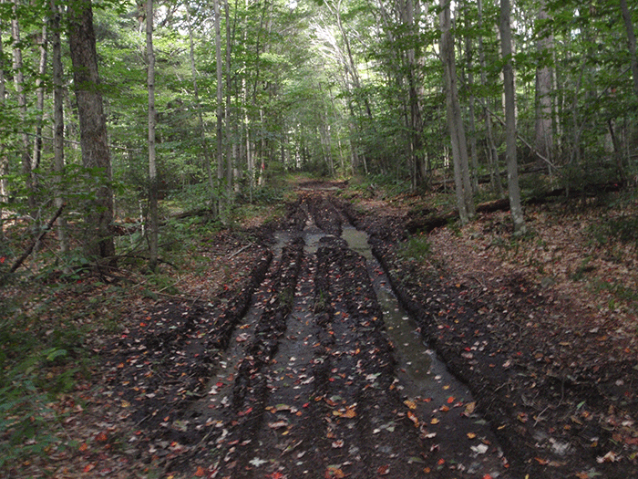 Another example of damage from illegal ATV use on the Gull Lake Trail in the Black River Wild Forest Area. 