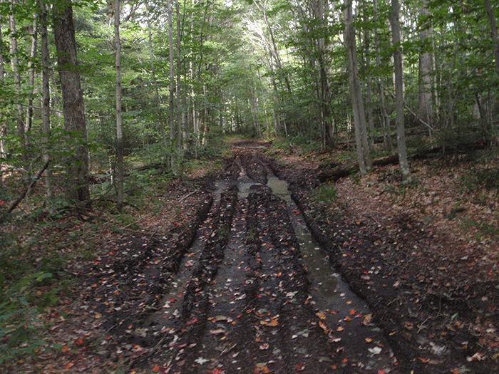 Another example of damage from illegal ATV use on the Gull Lake Trail in the Black River Wild Forest Area.