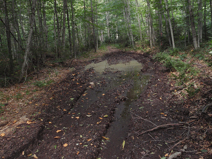 Illegal ATV abuse on the  Gull Lake Trail in the Black River Wild Forest Area has destroyed soils through compaction, which creates extensive mud pits. 