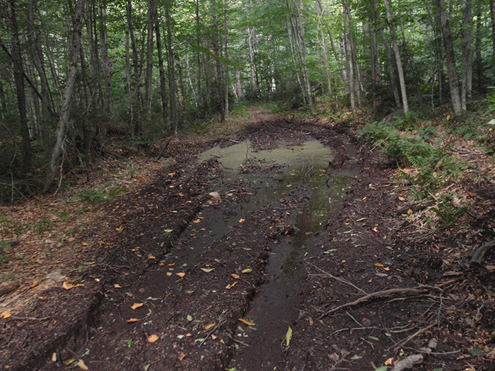 Illegal ATV abuse on the Gull Lake Trail in the Black River Wild Forest Area has destroyed soils through compaction, which creates extensive mud pits.