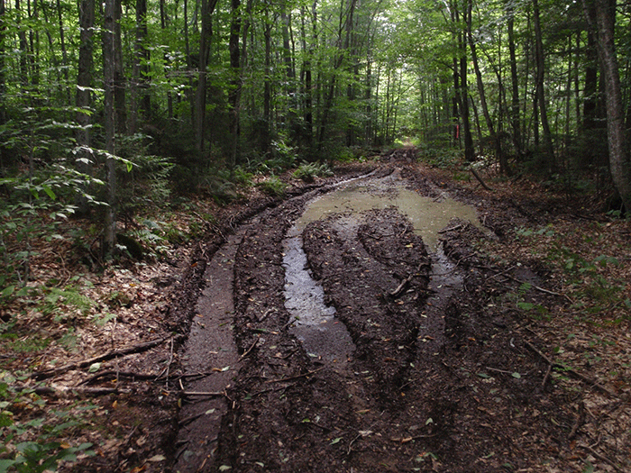 Another example of damage from illegal ATV use on the Gull Lake Trail in the Black River Wild Forest Area.