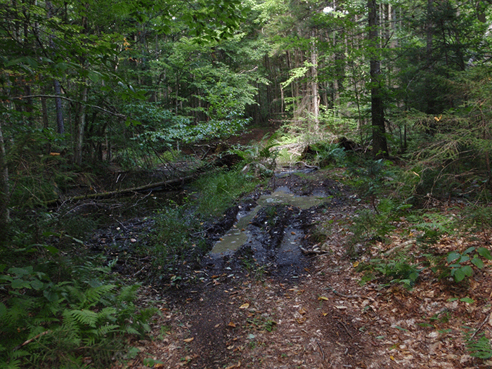 More damage from illegal ATV use on the Gull Lake Trail in the Black River Wild Forest Area. 