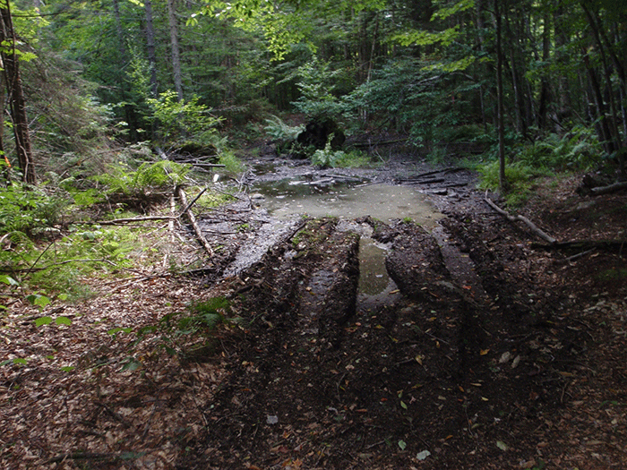 Another example of damage from illegal ATV use on the Gull Lake Trail in the Black River Wild Forest Area.
