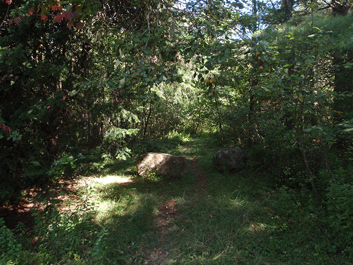 A foot trail in the SIlver Lake Wilderness, accessed by the West River Road, where motor vehicle use is evident.