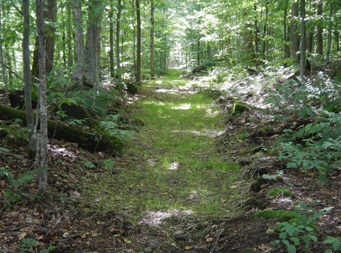 A new section of trail where the forest has been changed to a green lawn.