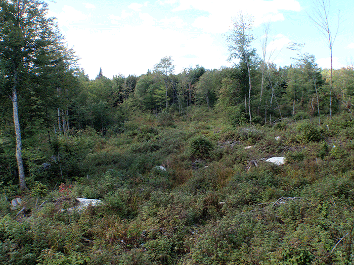 Kushaqua-clearcut-10