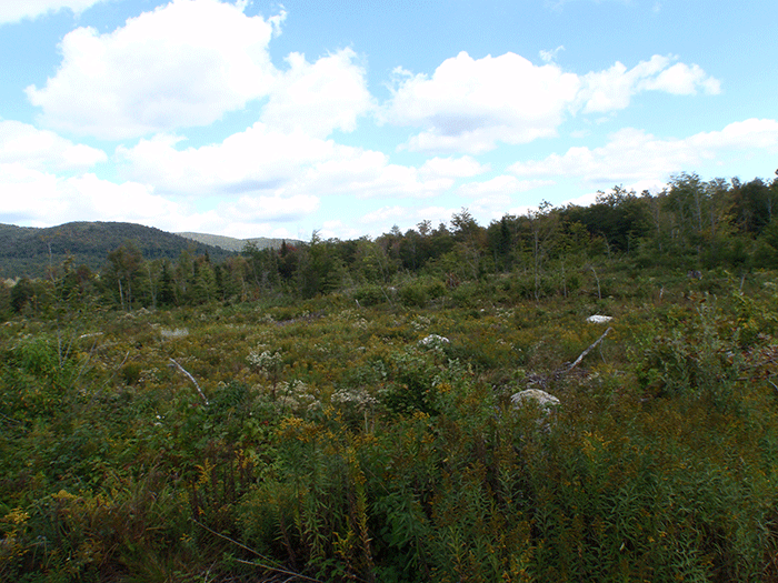 Kushaqua-clearcut-1