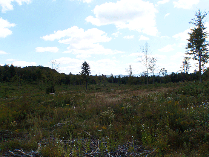 Kushaqua-clearcut-3