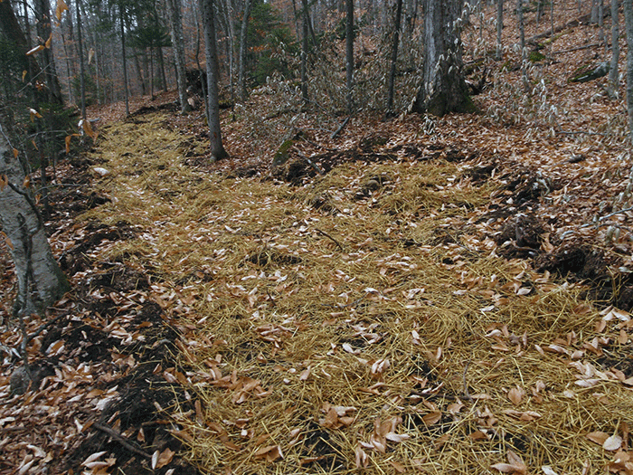 Another section of the new class II community connector snowmobile trail around Harris Lake where the trail is significantly wider than 9-12 feet.