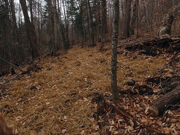 The new class II community connector snowmobile trail around Harris Lake where the trail is significantly wider than 9-12 feet.