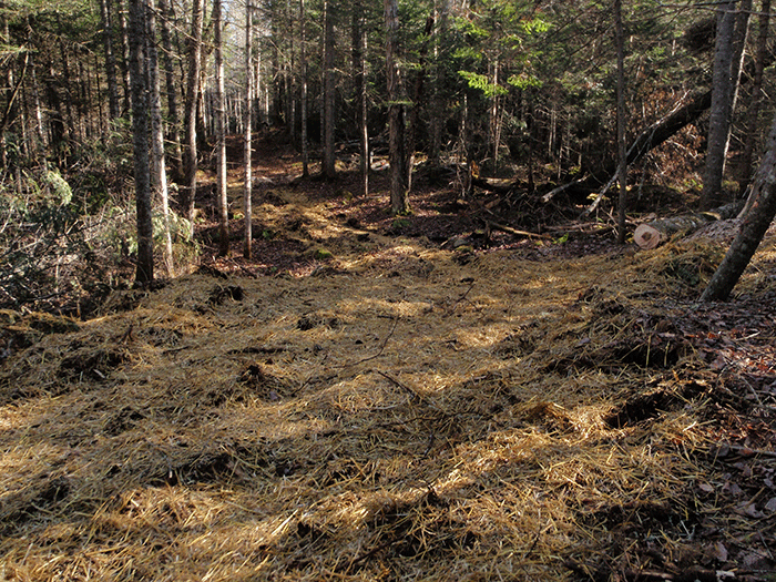 Minerva-Snowmobile-Trail-11