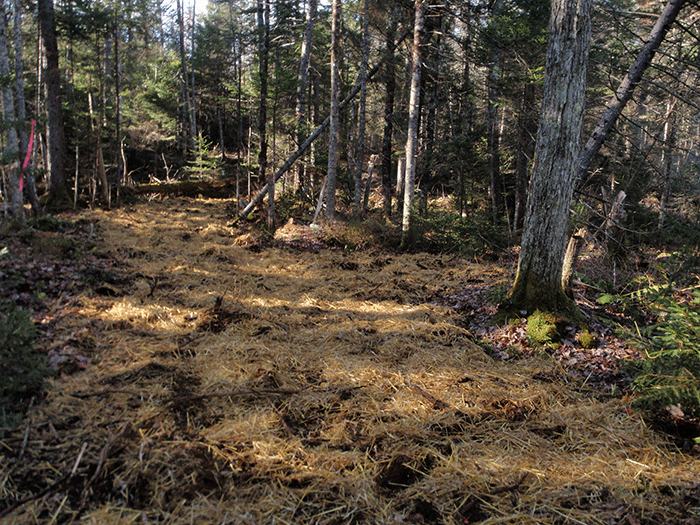 Minerva-Snowmobile-Trail-15