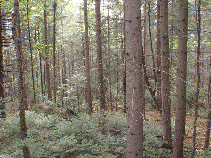These three pictures were taken a various points along the trailside. These picture show the character of the forest before the trail was cut. Many large and small trees are cut the whole forest understory is also removed. These major class II community connector snowmobile trails have a major negative impact on the ecological integrity of the forest.