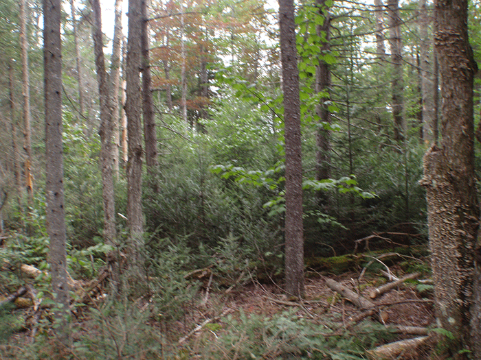 Minerva-Snowmobile-Trail-17