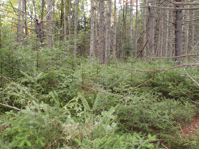 Minerva-Snowmobile-Trail-18