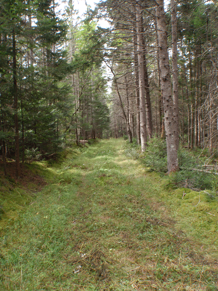 This picture shows a stretch of the Roosevelt Truck trail, a classified snowmobile trail and administrative road in a Wild Forest area. In many areas the new trail under construction is significantly wider than the Roosevelt Truck Trail.