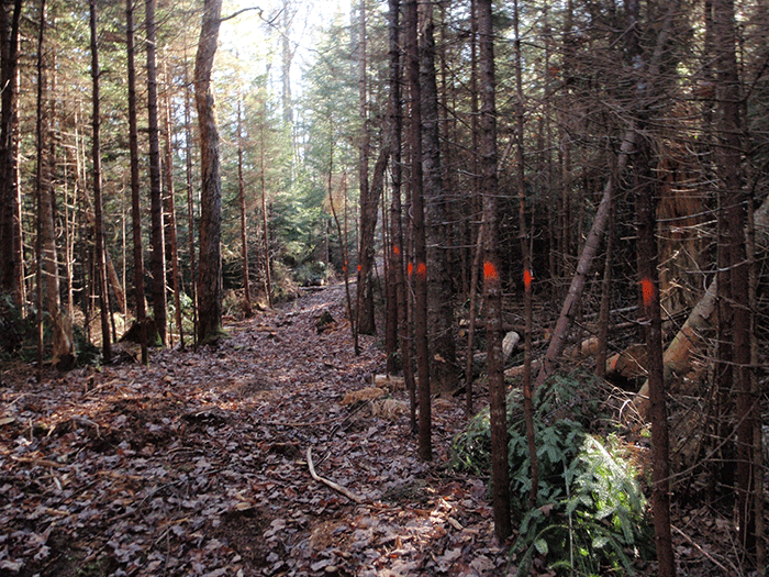 These two pictures show trees marked to be cut. The top picture shows a stretch of trail where trees were marked but the trail not yet cut out. Everything must go. The picture above shows a stretch of the trail where additional tree cutting will be undertaken to widen the trail.