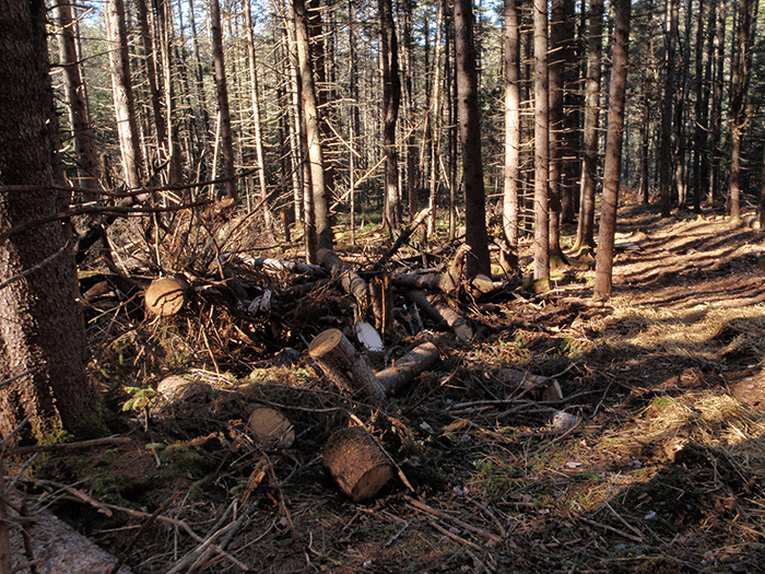 Typical debris pile found along side a class II community connector snowmobile trail.