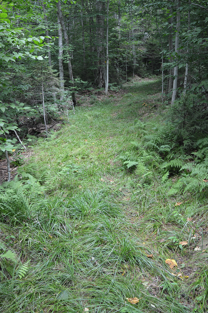 A section of the Seventh Lake Mountain Trail there years after construction. A forest has been turned into a grass field.