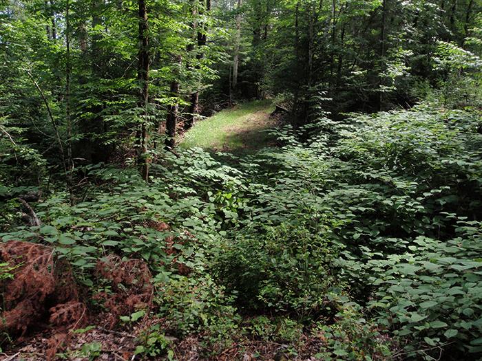 Japanese knotweed has infested a stretch of the new class II community connector snowmobile trail built around the parking lot, in intact Forest Preserve, around the Camp Santanoni Historic Area.