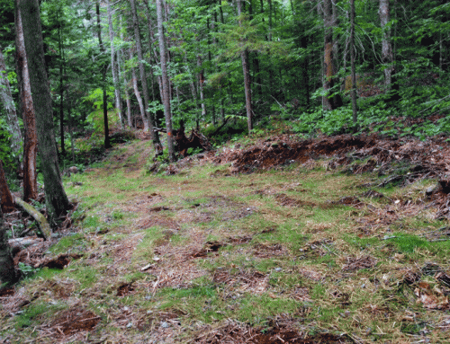 Protect the Adirondacks plans to cross-appeal Appellate Division, Third Department, decision on Article 14 lawsuit