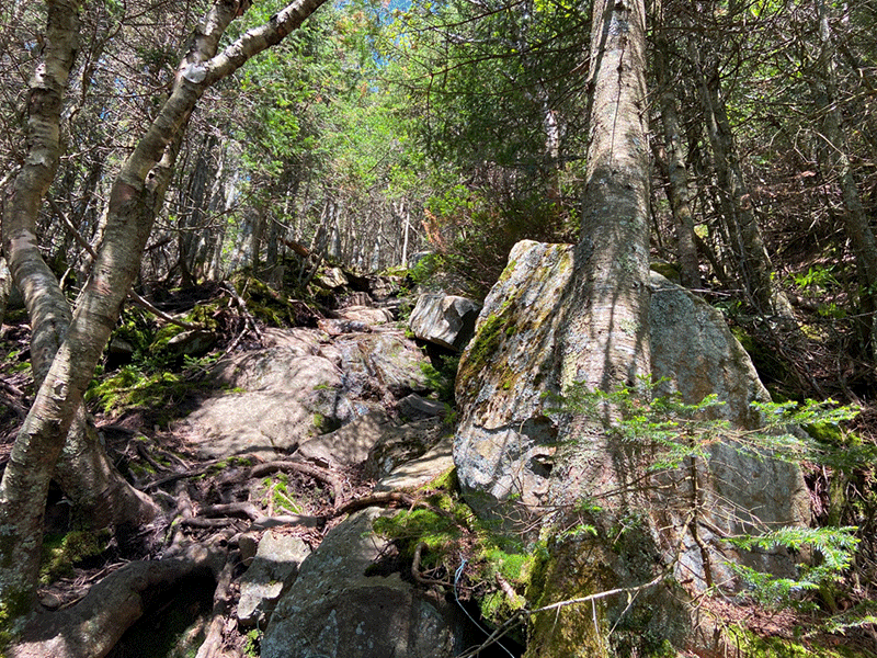 Hike Debar Mountain in the northern Adirondacks in Franklin County