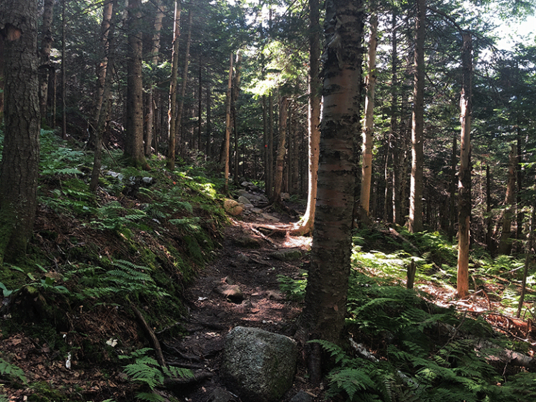 Hike Lyon Mountain Protect the Adirondacks!
