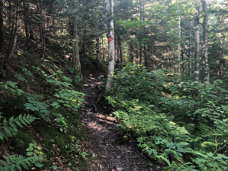 Hike Lyon Mountain Protect the Adirondacks!